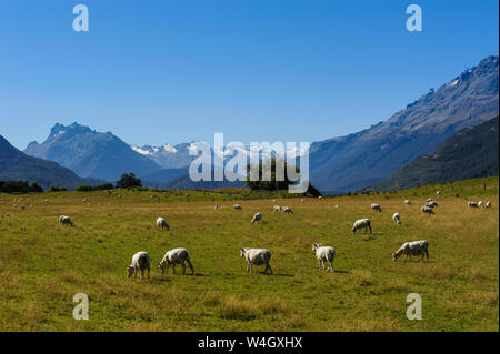 Schafe weiden auf ein grünes Feld, Rees Tal in der Nähe von Queenstown, Südinsel, Neuseeland Stockfoto