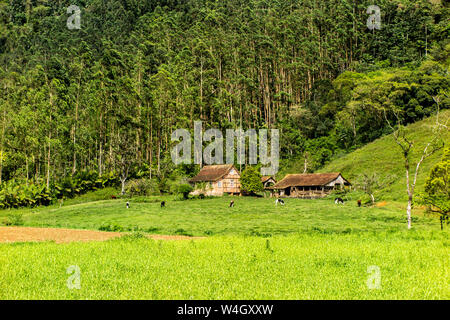 Bauernhaus in Fachwerk, mit Scheune nebenan, Kühe auf der Weide und großen Wald im Hintergrund, Pomerode, Santa Catarina Stockfoto