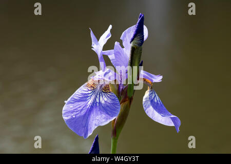 Blaue Flagge Stockfoto