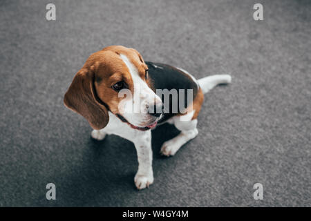 Adorable beagle Hund sitzen auf dem Boden und weg schauen Stockfoto