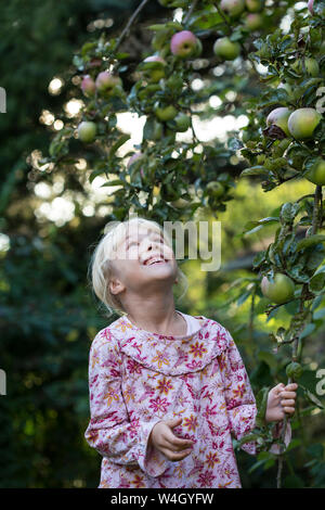 Kleines Mädchen Kommissionierung Apfel vom Baum Stockfoto