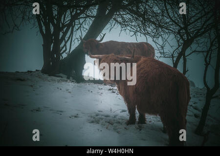 Highland Rinder unter Bäumen im Winter, Deutschland Stockfoto