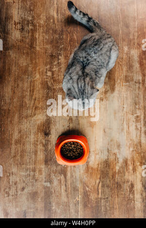 Blick von oben auf die Scottish Fold Katze in der Nähe der Schüssel mit Futter auf dem Boden Stockfoto