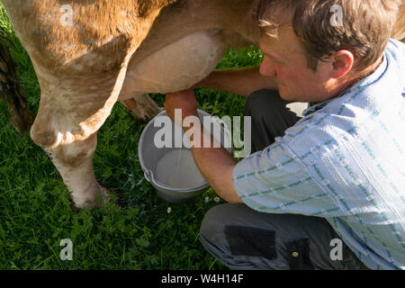 Landwirt Melken eine Kuh auf der Weide Stockfoto