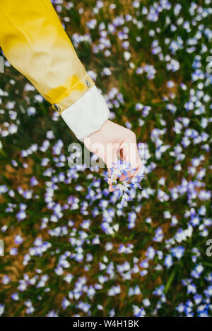 In der Nähe von Frau Blumen pflücken von einer Wiese Stockfoto