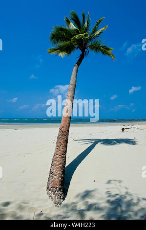 Einsame Palme, Cape Tribulation, Queensland, Australien Stockfoto