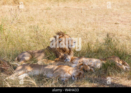 Lazy Lions Ausruhen im Schatten an einem heißen Tag Stockfoto