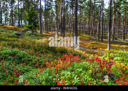 Nadelwald mit Blaubeeren im Herbst Stockfoto