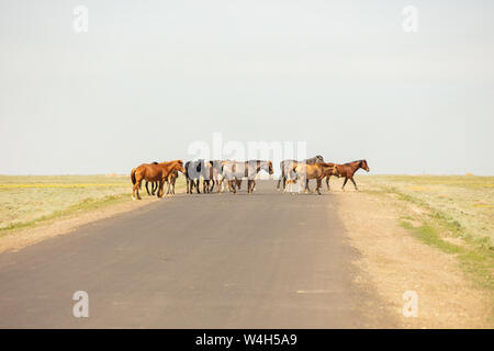 Pferde sind auf der Straße. Hinter der Steppenlandschaft, im Frühling Stockfoto