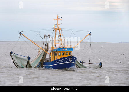 Die Krabbe cutter POLARIS, Fischerei Anzahl NEU 230, im Wattenmeer zwischen Neuharlingersiel und Spiekeroog und Langeoog. Ostfriesische Inseln, Niedersachsen, Deutschland - - - Der Krabbenkutter POLARIS, Fischereinummer NEU 230, im Wattenmeer zwischen Neuharlingersiel, Spiekeroog und Langeoog. Ostfriesischen Inseln, Niedersachsen, Deutschland Stockfoto