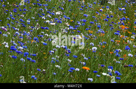 Kornblumen in einem wildflower Meadow. Stockfoto