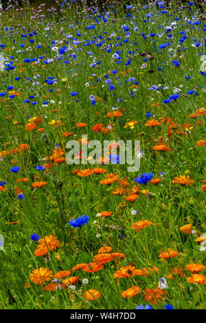 Englisch Wildblumen. Eine Wiese voll mit Kornblumen und orange Habichtskraut. Stockfoto