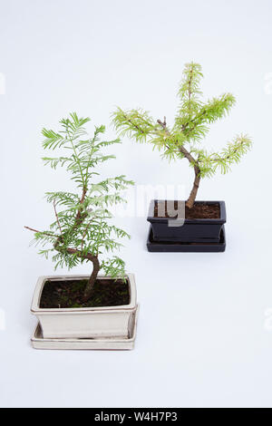 Bonsai Bäume auf weißem Hintergrund Stockfoto