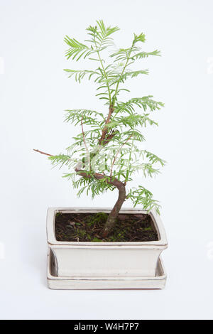 Ein Bonsai Baum auf weißem Hintergrund Stockfoto