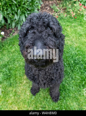 Nette schauende Langhaarige schwarze Labradoodle Hund sitzt auf einem Rasen und Blick auf die Kamera Stockfoto