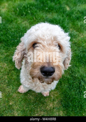 Nette schauende Apricotfarben Labradoodle Hund sitzt auf einem Rasen und Blick auf die Kamera Stockfoto