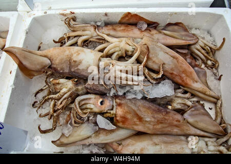 Squid auf dem Markt in Griechenland warten auf Kunden. Stockfoto