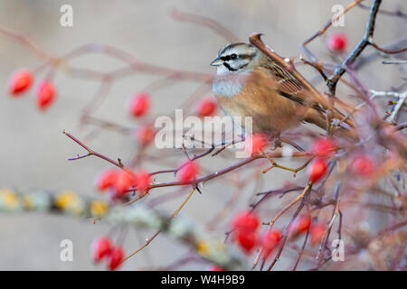 Bunting (Emberiza cia) im Herbst thront auf einem Zweig von Wild Rose mit roten Beeren Stockfoto