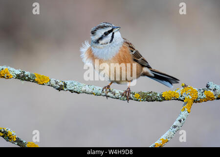 Bunting (Emberiza cia) im Herbst auf einem Zweig mit gelben Flechten gehockt Stockfoto