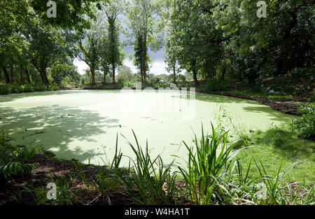 Ansicht der neu restaurierten Stümpfe Hill Teich, auf dem re-launch Tag der Beckenham Place Park Stockfoto