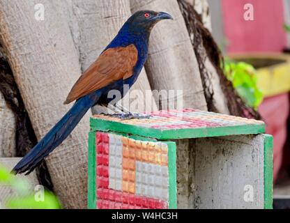 GREATER COUCAL Stockfoto