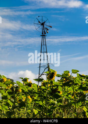 Alte ausgediente wind Pumpe und Sonnenblumen - Frankreich. Stockfoto