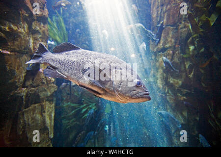 Eine schwarze Rockfish schwimmen über ein Riff im nördlichen Pazifik die Oregon Küste. Stockfoto