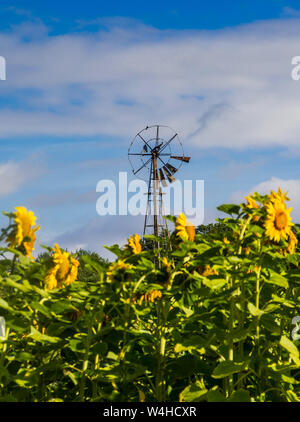Alte ausgediente wind Pumpe und Sonnenblumen - Frankreich. Stockfoto
