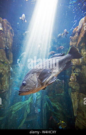 Eine schwarze Rockfish schwimmen über ein Riff im nördlichen Pazifik die Oregon Küste. Stockfoto