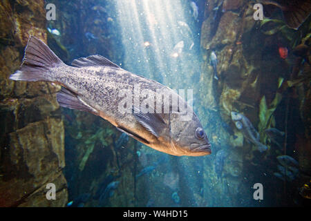 Eine schwarze Rockfish schwimmen über ein Riff im nördlichen Pazifik die Oregon Küste. Stockfoto