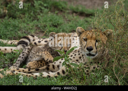 Eine horizontale Safari Foto von einem geparden Mutter und ihr Junges, die in den Steppen Afrikas. Stockfoto