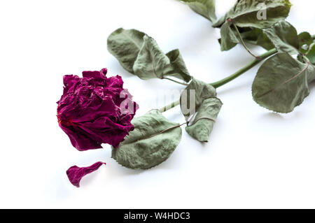 Trocken rote Rose auf weißem Hintergrund mit Schatten. Ende der Liebe Stockfoto