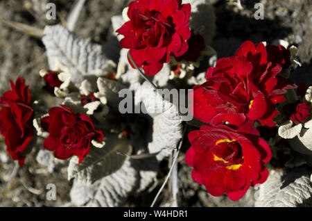 Rote Primel im Frühjahr Sonnenlicht. Stockfoto