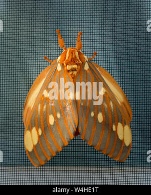 Große Regal Motten oder Citheronia Regalis landete auf dem Fenster Stockfoto
