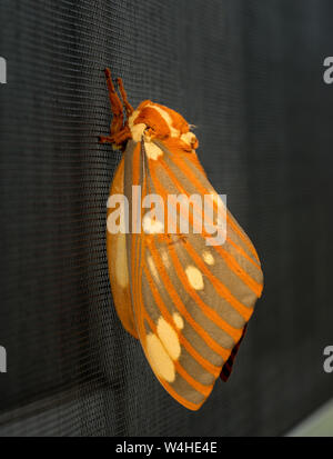 Große Regal Motten oder Citheronia Regalis landete auf dem Fenster Stockfoto
