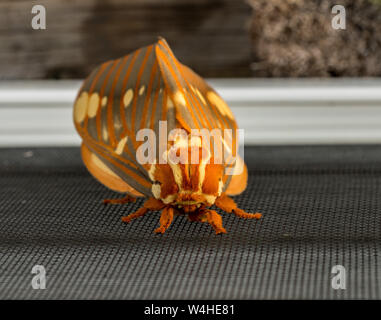 Große Regal Motten oder Citheronia Regalis landete auf dem Fenster Stockfoto