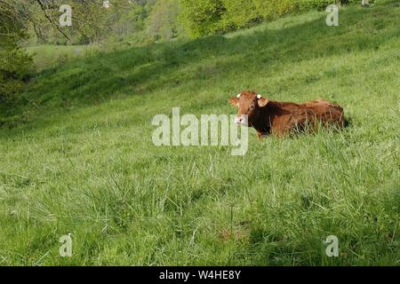 Golden-rot Limousin-kuh auf der grünen Wiese in der Corrèze, Frankreich Stockfoto