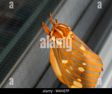 Große Regal Motten oder Citheronia Regalis landete auf dem Fenster Stockfoto