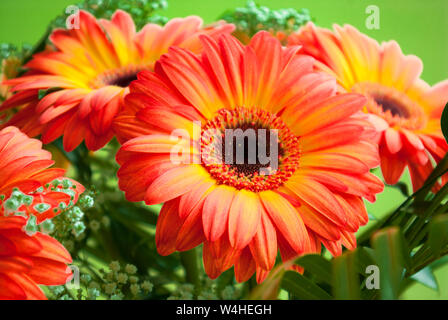 Blumenstrauß aus Gerbera im Frühjahr und Sommer Geschenk für jede Frau. Hintergrund von einem Blumenstrauß aus Gerbera, getönt in grünen Farben. Stockfoto