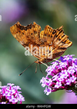 Unterseite eines Komma Schmetterling (Polygonia c-Album) Fütterung mit Eisenkraut Stockfoto