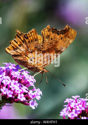 Unterseite eines Komma Schmetterling (Polygonia c-Album) Fütterung mit Eisenkraut Stockfoto