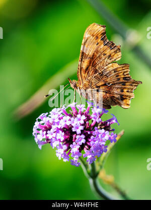 Unterseite eines Komma Schmetterling (Polygonia c-Album) Fütterung mit Eisenkraut Stockfoto