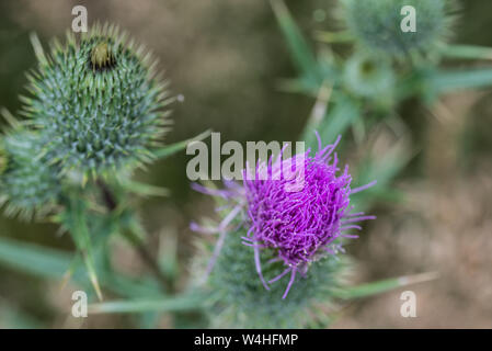 Cirsium vulgare, Speer Thistle, Bull thistle Blume Makro Stockfoto