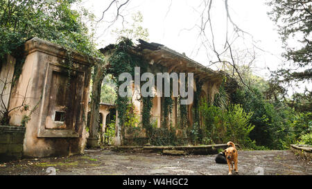Inukai auf dem Hintergrund der verlassenen Ruinen mit markieren. Vintage wall mit Pflanzen verbunden. Alten Säulen und Bogen mit viel Grün. Stockfoto
