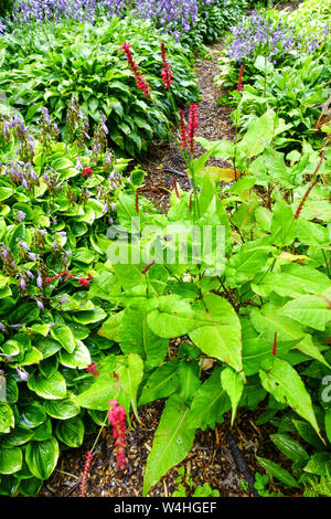 Mountain Fleece Bistorta amplexicaulis 'Firetail', Funkien Grenze Stockfoto