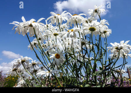 Shasta Daisy, Leucanthemum x superbum 'Polaris', weiße Blumen Sommerblume Natur Himmel Stockfoto