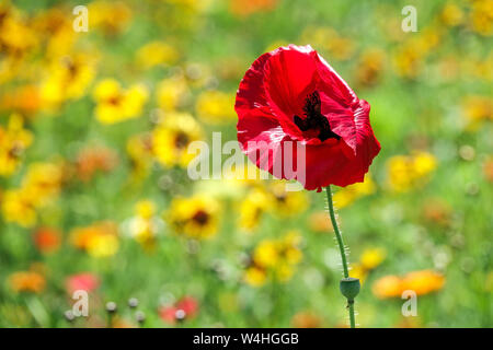 Rote gelbe Kombination Blumen unscharfer Hintergrund Sommer Garten Wiese Rote Mohnblume einzelne Wild Blume Garten Feld Mohn Wildblume Papaver Stockfoto