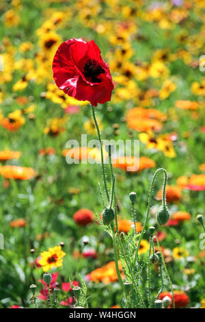 Rot gelbe Garten-Kombination Blumen, Sommerwiese, roter Mohn Stockfoto