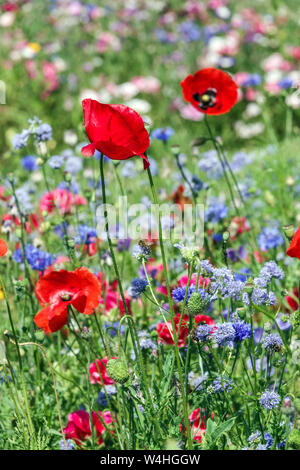 Wildblumengarten Rote blaue Wiesenblumen Sommer Juli Wildblumen Roter Mohn gemischte Blaue Kornblumen Clolourful Sommerwiese Bienenfreundlich Stockfoto