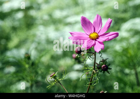 Garten Cosmos bipinnatus, rosa Blumenportrait, mexikanische Aster Cosmos Blume Stockfoto